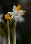 Rangaeris muscicola