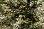Rangaeris muscicola