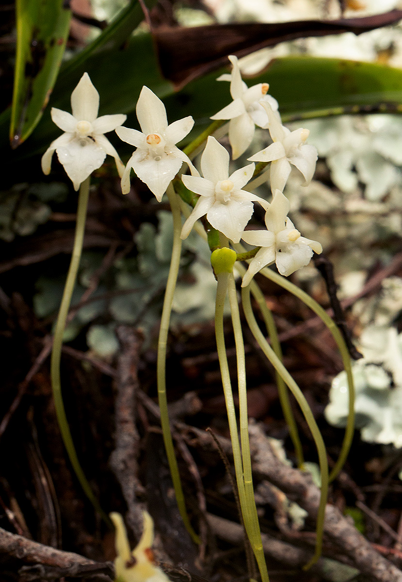 Rangaeris muscicola