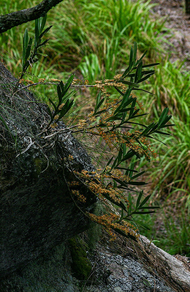 Tridactyle bicaudata Tridactyle bicaudata
