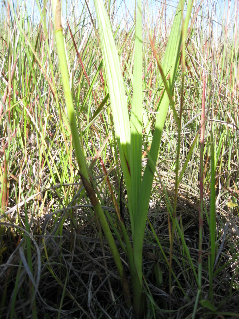 Eulophia angolensis Eulophia angolensis