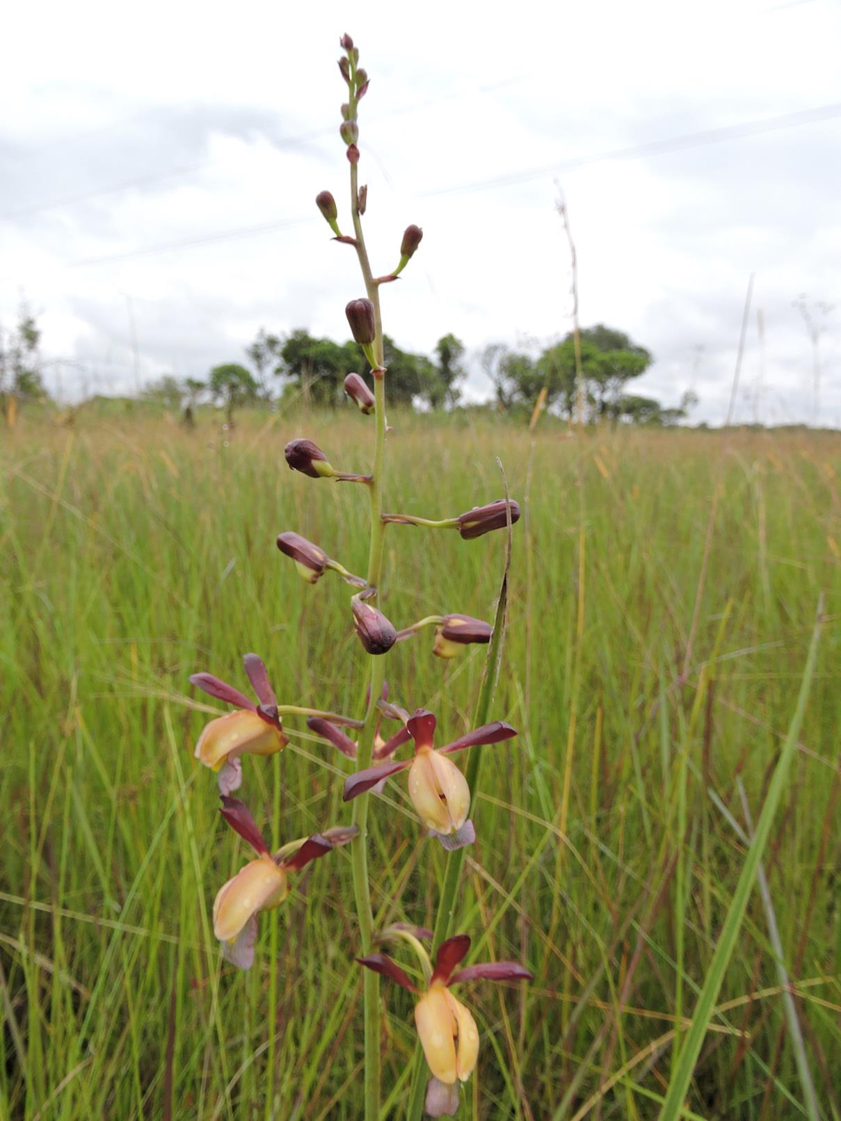 Eulophia angolensis Eulophia angolensis