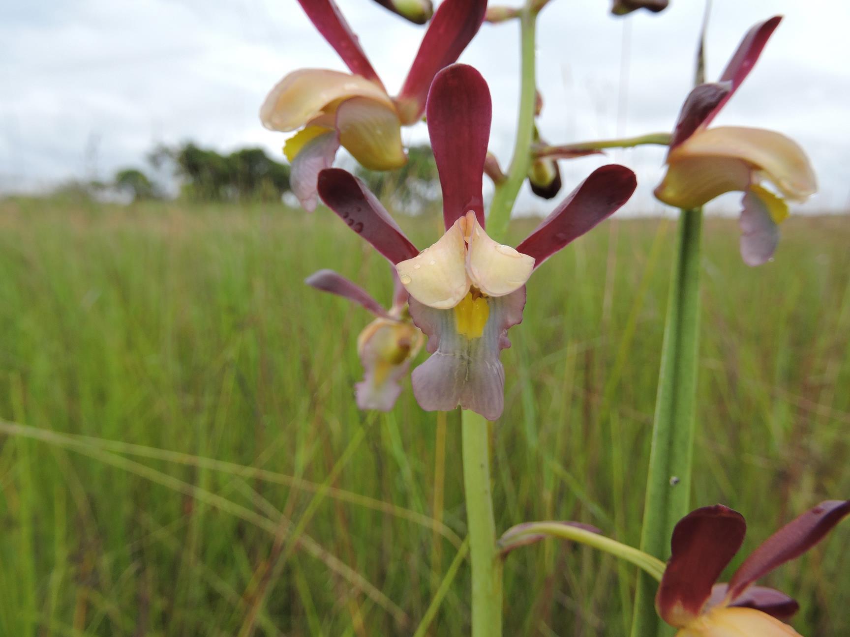 Eulophia angolensis Eulophia angolensis
