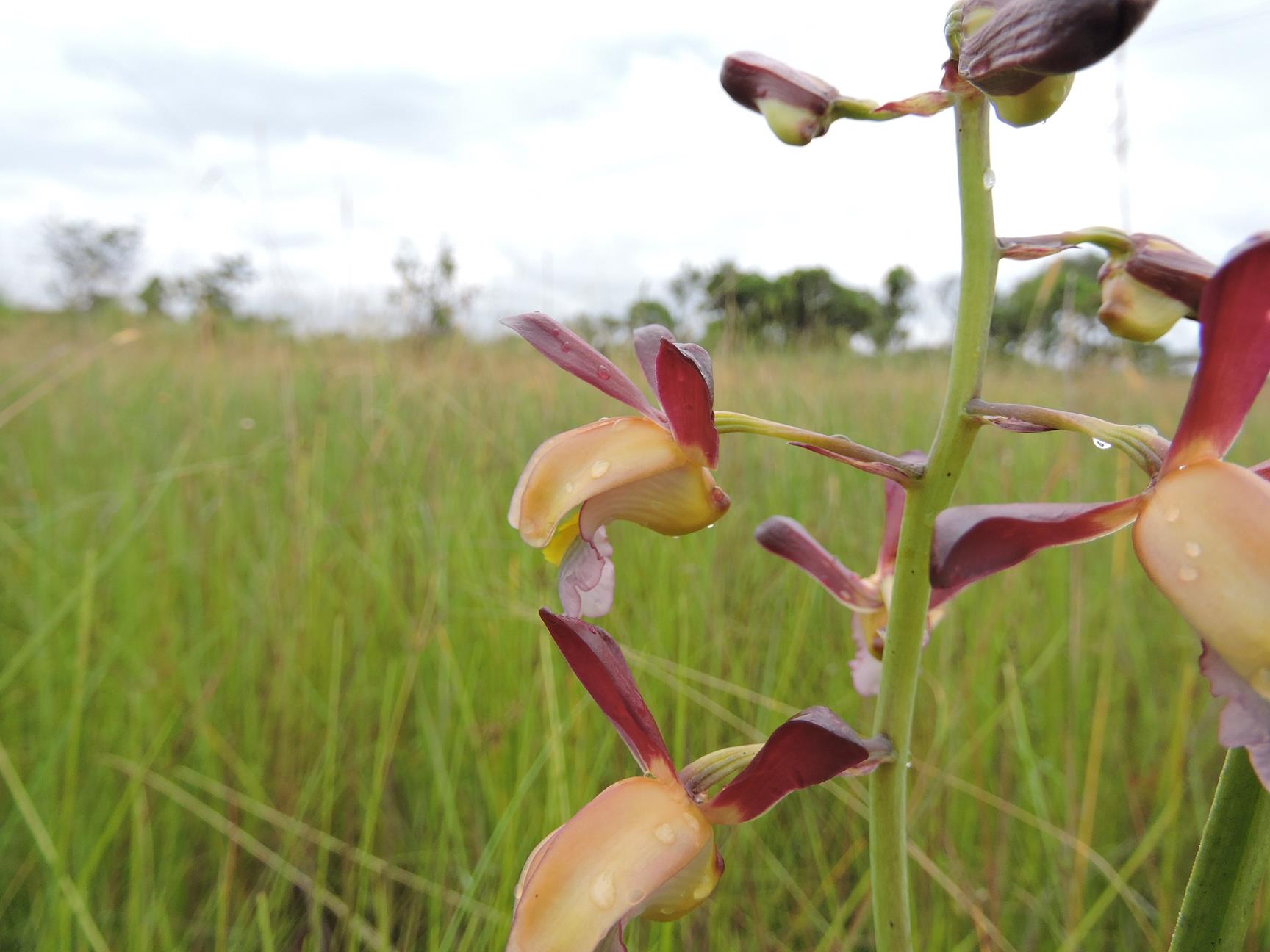 Eulophia angolensis Eulophia angolensis