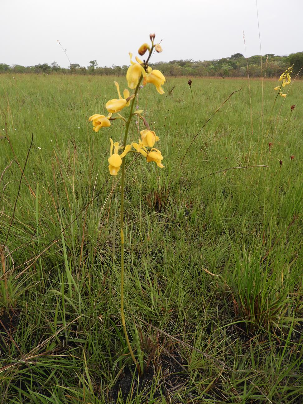 Eulophia angolensis Eulophia angolensis