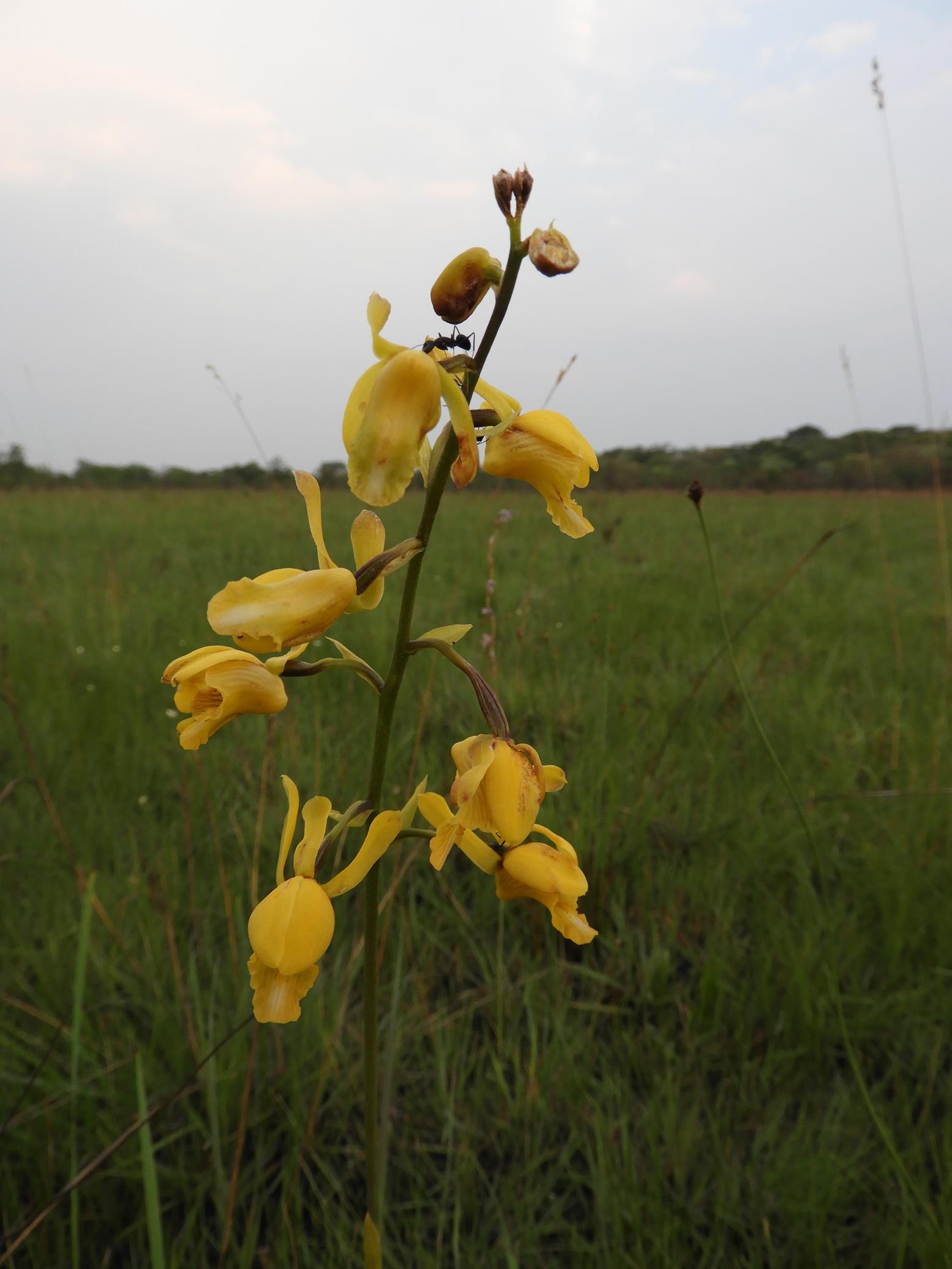 Eulophia angolensis Eulophia angolensis