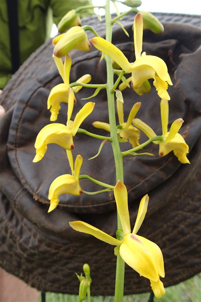 Eulophia angolensis Eulophia angolensis