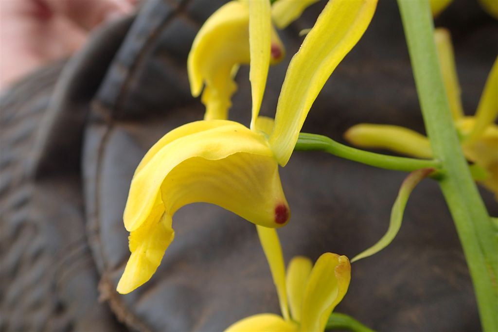Eulophia angolensis Eulophia angolensis