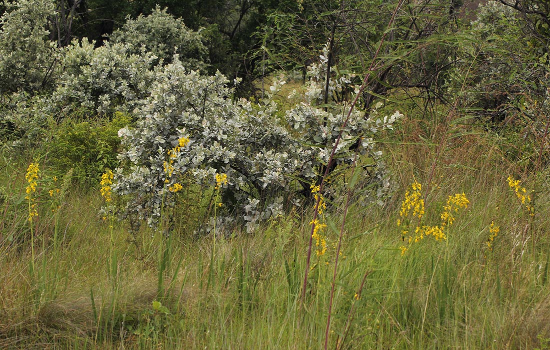 Eulophia angolensis Eulophia angolensis