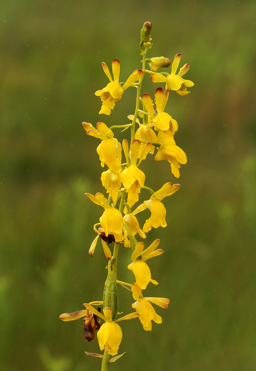 Eulophia angolensis Eulophia angolensis