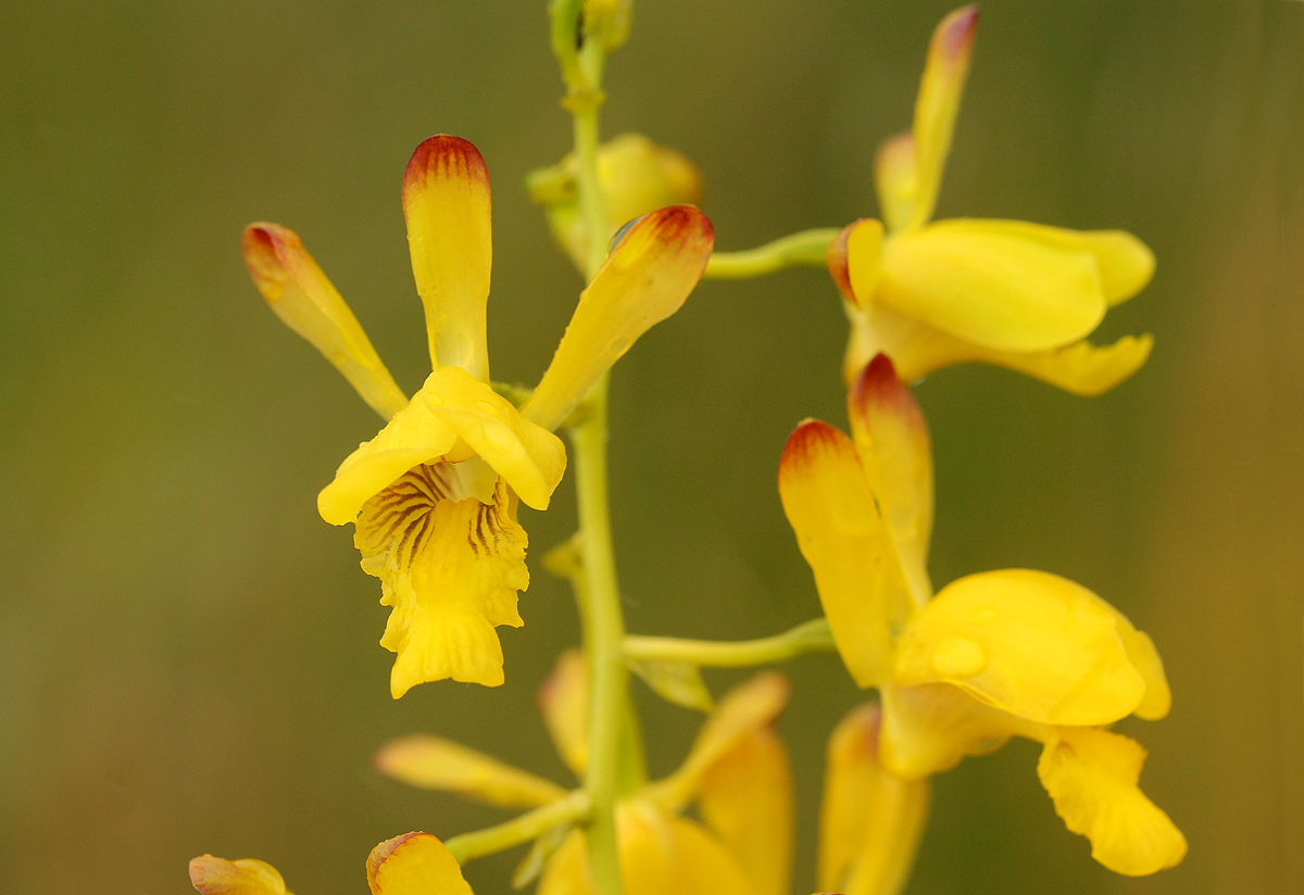 Eulophia angolensis Eulophia angolensis