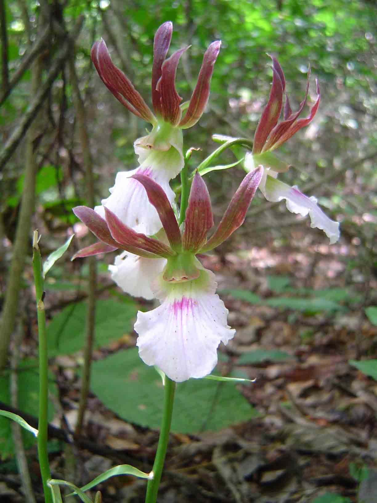Eulophia guineensis Eulophia guineensis