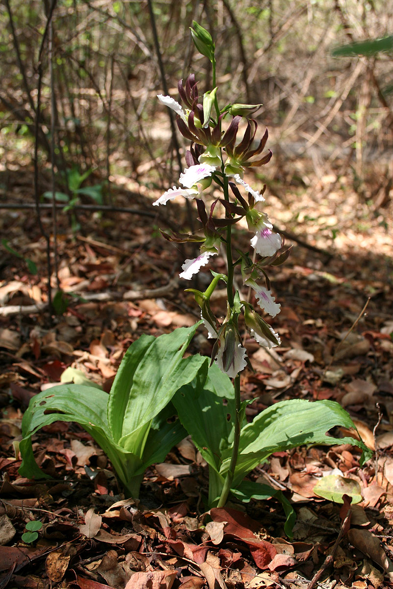 Eulophia guineensis Eulophia guineensis