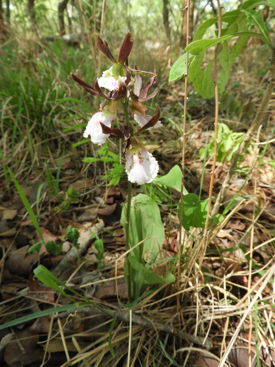Eulophia guineensis Eulophia guineensis