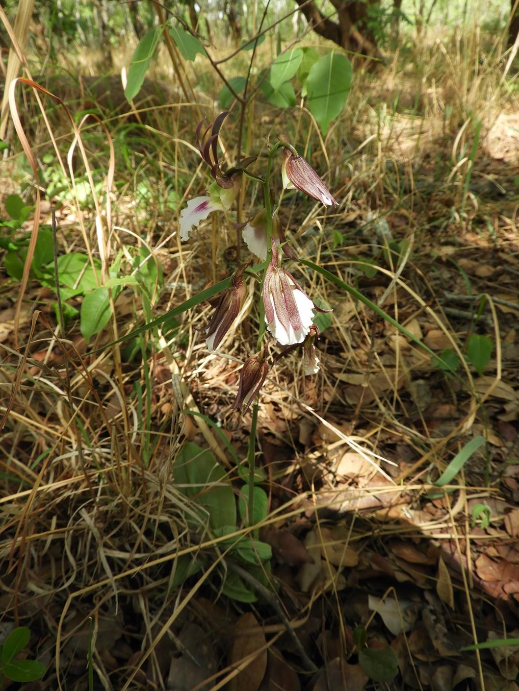 Eulophia guineensis Eulophia guineensis