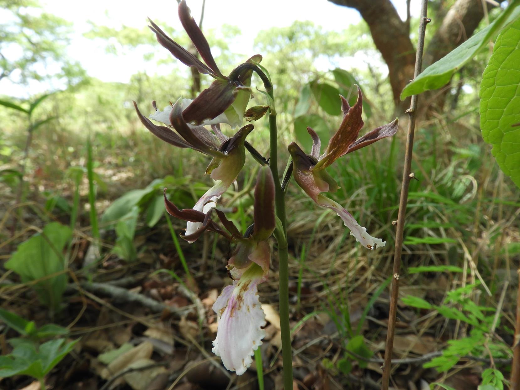 Eulophia guineensis Eulophia guineensis