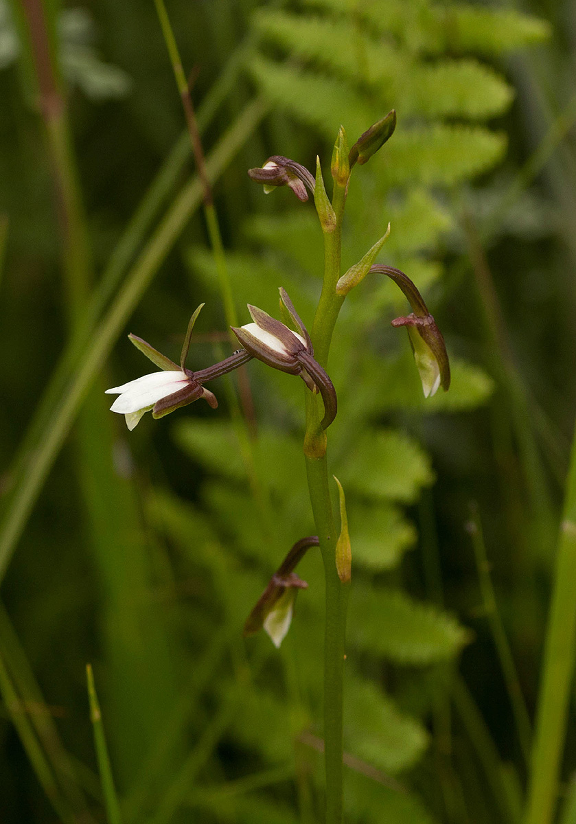 Eulophia hians var. nutans Eulophia hians var. nutans
