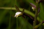 Eulophia hians var. nutans