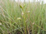 Eulophia hians var. nutans