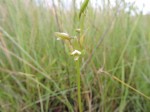 Eulophia hians var. nutans