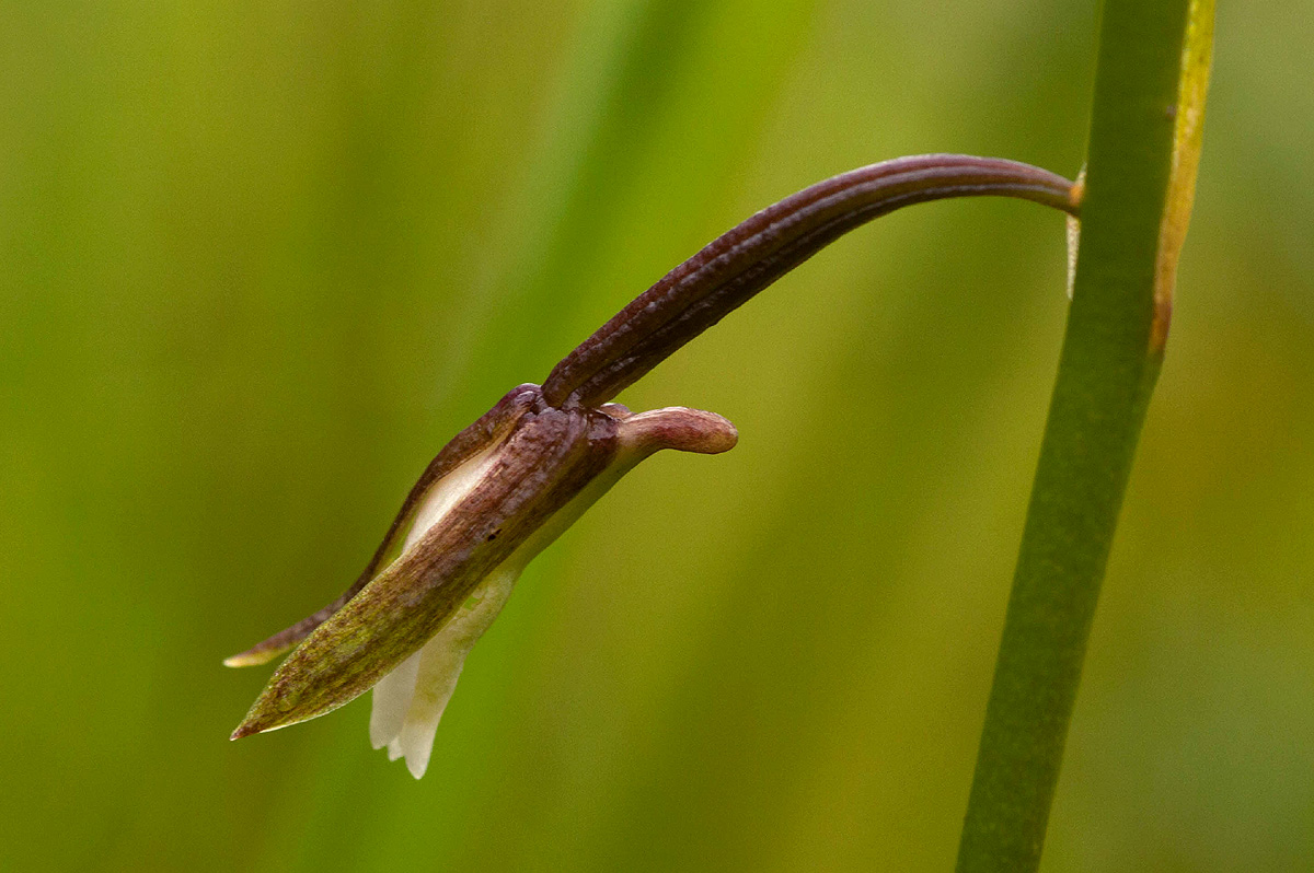 Eulophia hians var. nutans Eulophia hians var. nutans
