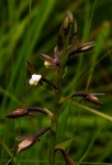 Eulophia hians var. nutans