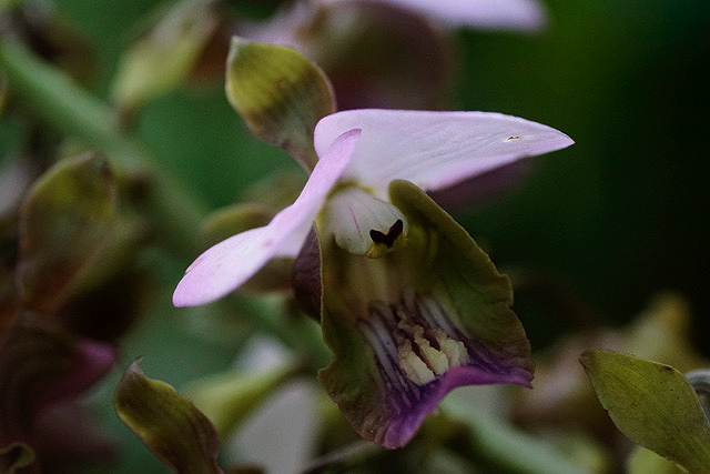 Eulophia horsfallii Eulophia horsfallii