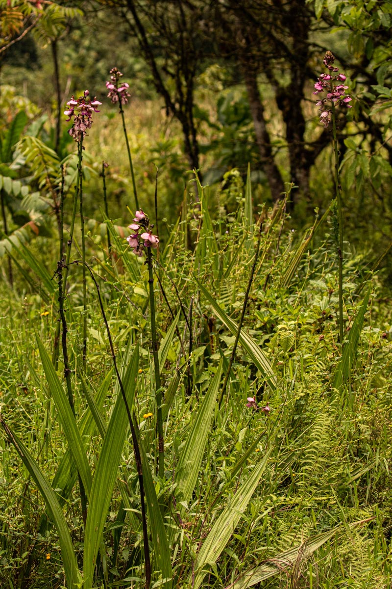 Eulophia horsfallii Eulophia horsfallii
