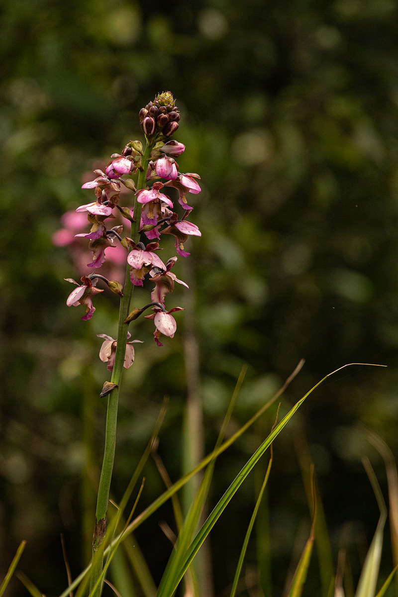 Eulophia horsfallii Eulophia horsfallii