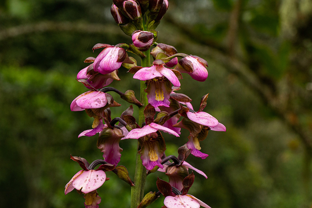 Eulophia horsfallii Eulophia horsfallii