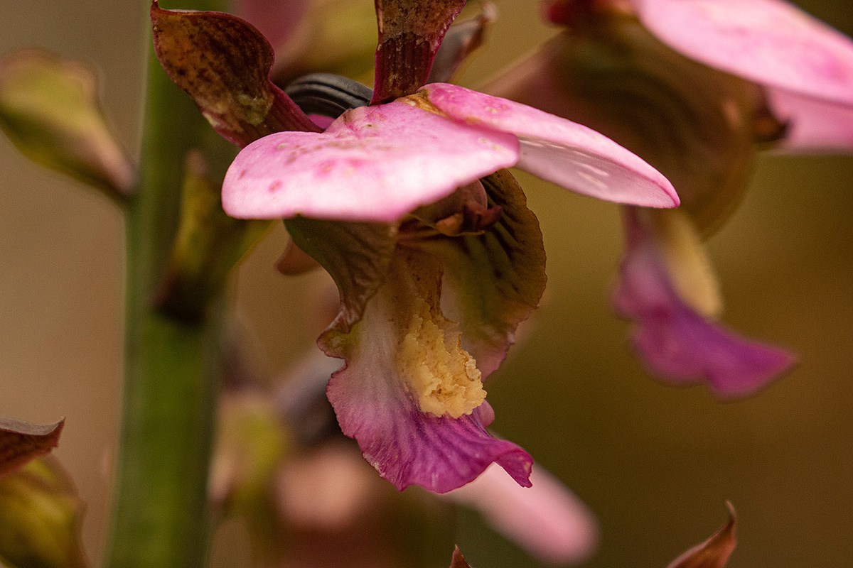 Eulophia horsfallii Eulophia horsfallii