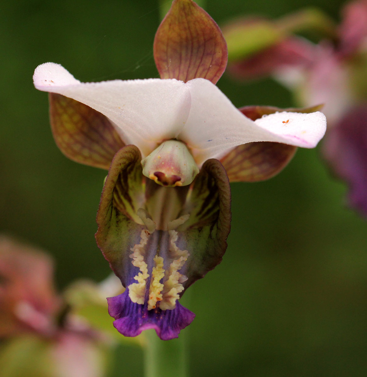 Eulophia horsfallii Eulophia horsfallii