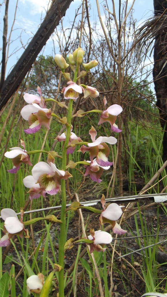 Eulophia horsfallii Eulophia horsfallii
