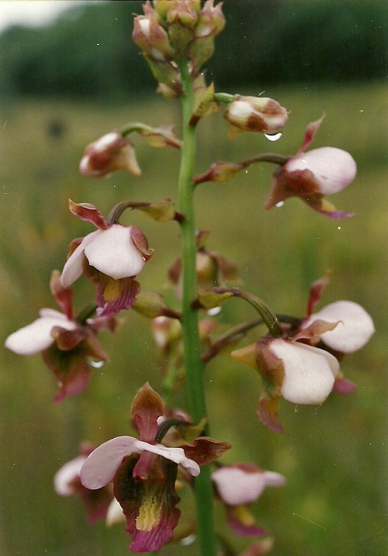 Eulophia horsfallii Eulophia horsfallii