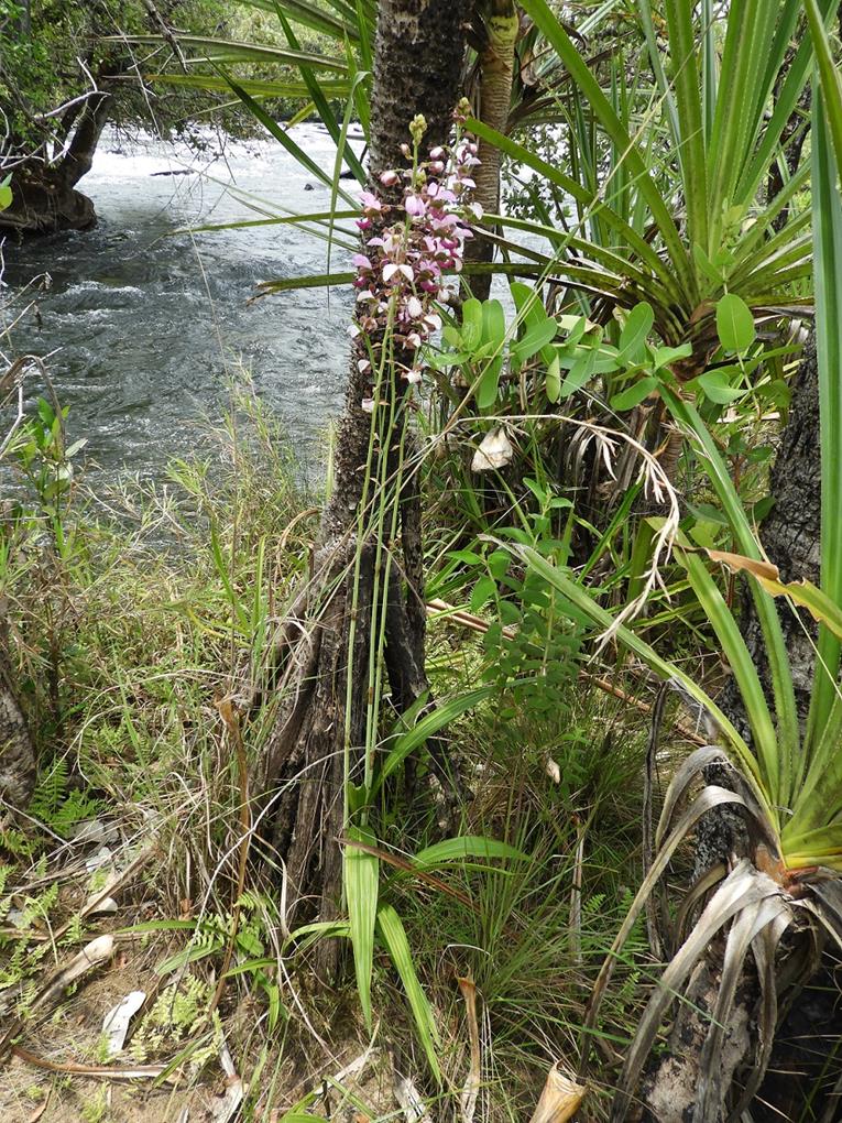 Eulophia horsfallii Eulophia horsfallii