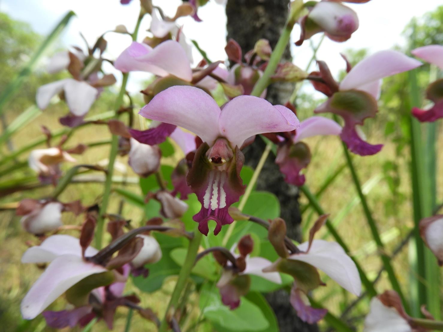 Eulophia horsfallii Eulophia horsfallii