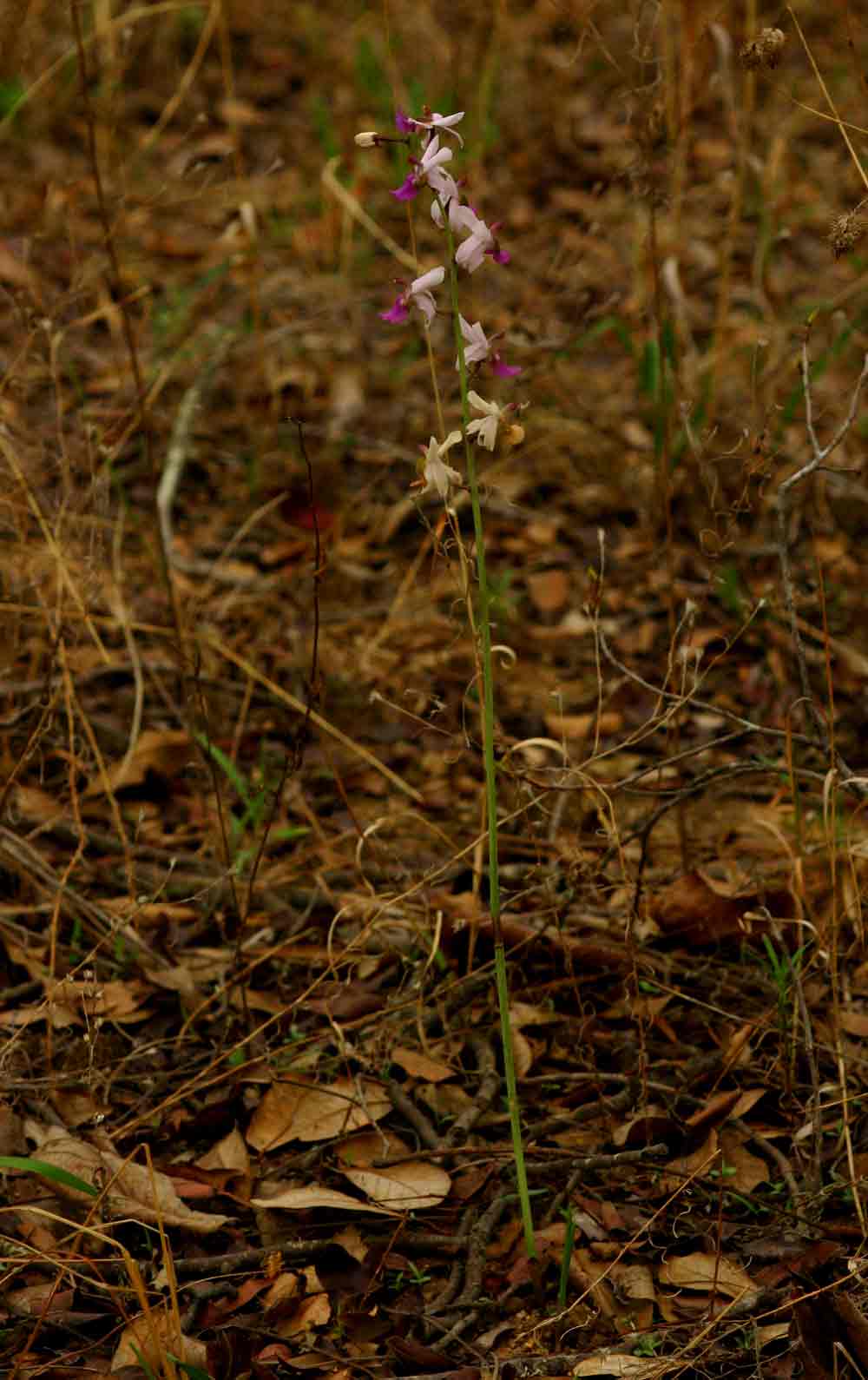 Eulophia livingstoneana Eulophia livingstoneana