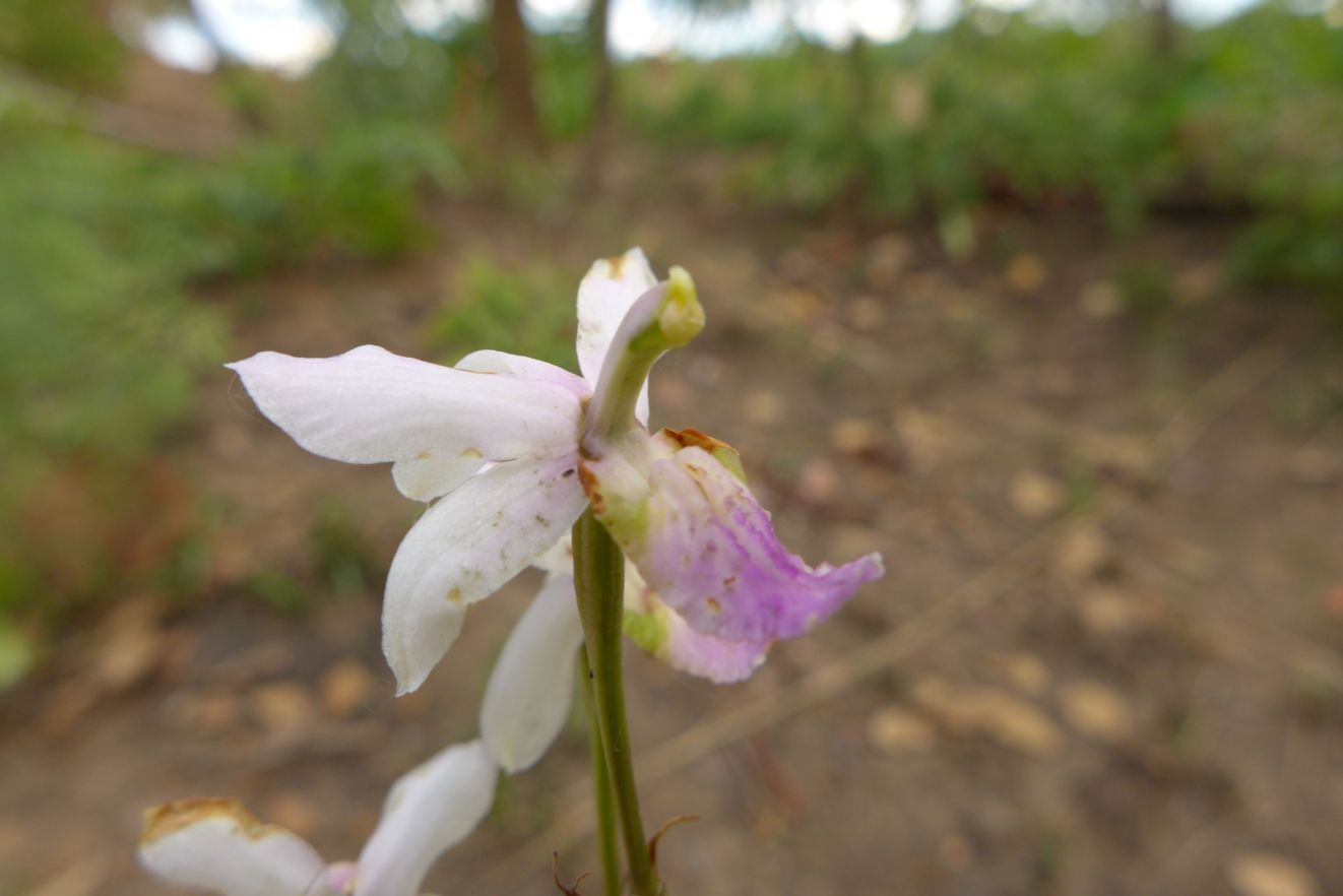 Eulophia livingstoneana Eulophia livingstoneana