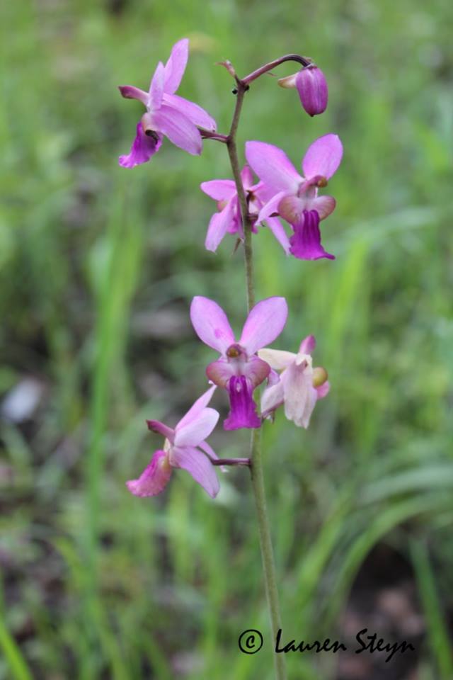 Eulophia livingstoneana Eulophia livingstoneana