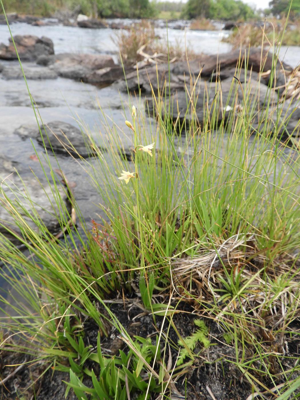 Orthochilus milnei Orthochilus milnei
