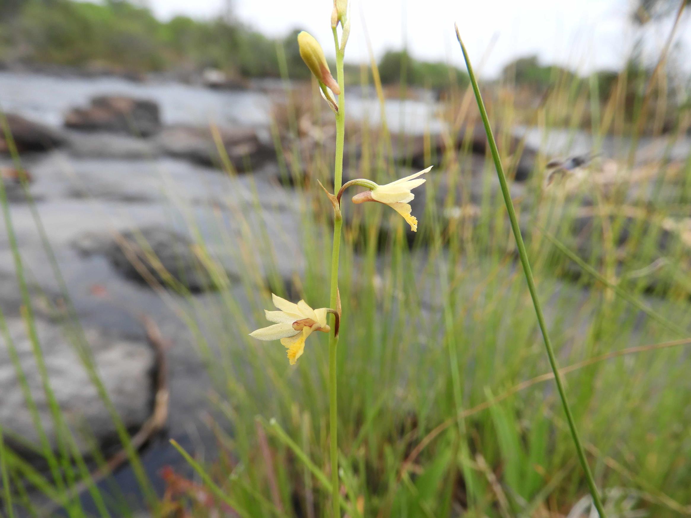 Orthochilus milnei Orthochilus milnei