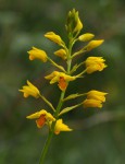 Orthochilus odontoglossus