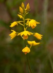 Orthochilus odontoglossus