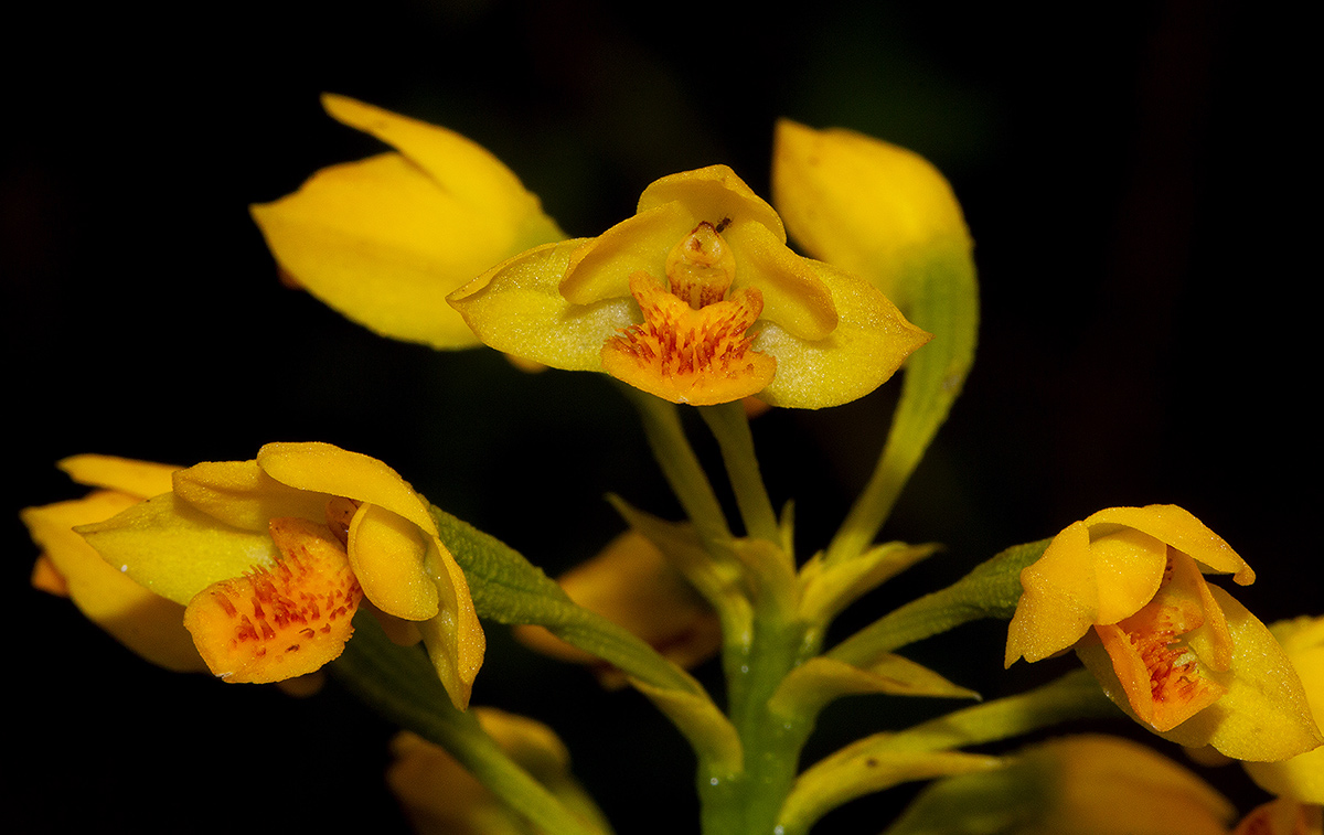 Orthochilus odontoglossus Orthochilus odontoglossus