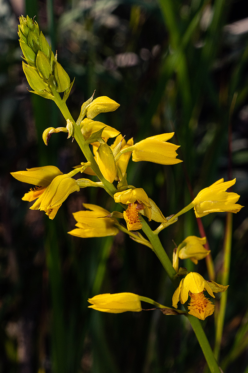 Orthochilus odontoglossus Orthochilus odontoglossus