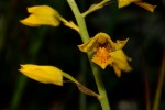 Orthochilus odontoglossus
