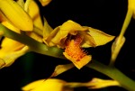 Orthochilus odontoglossus