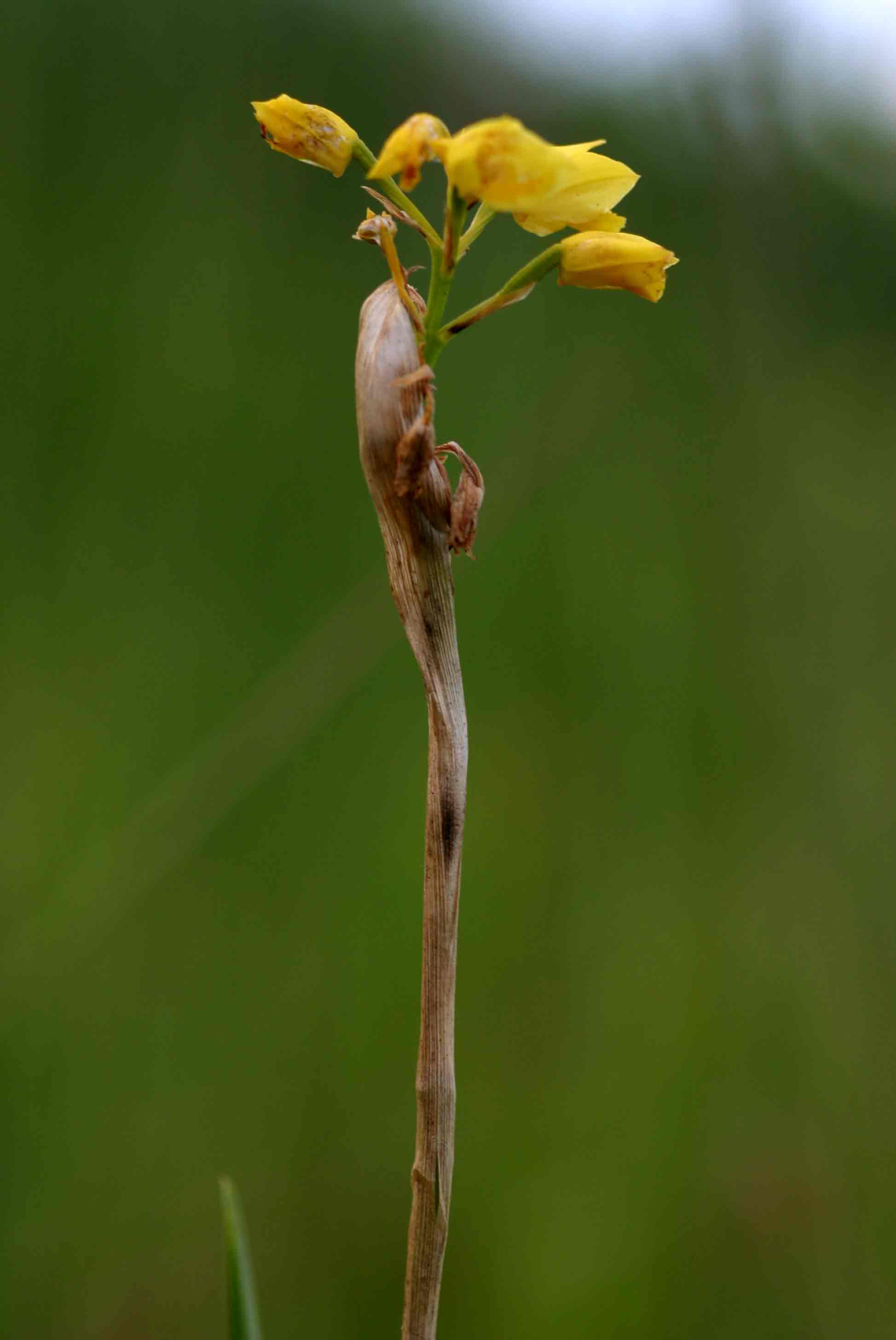Orthochilus odontoglossus Orthochilus odontoglossus