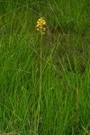 Orthochilus odontoglossus