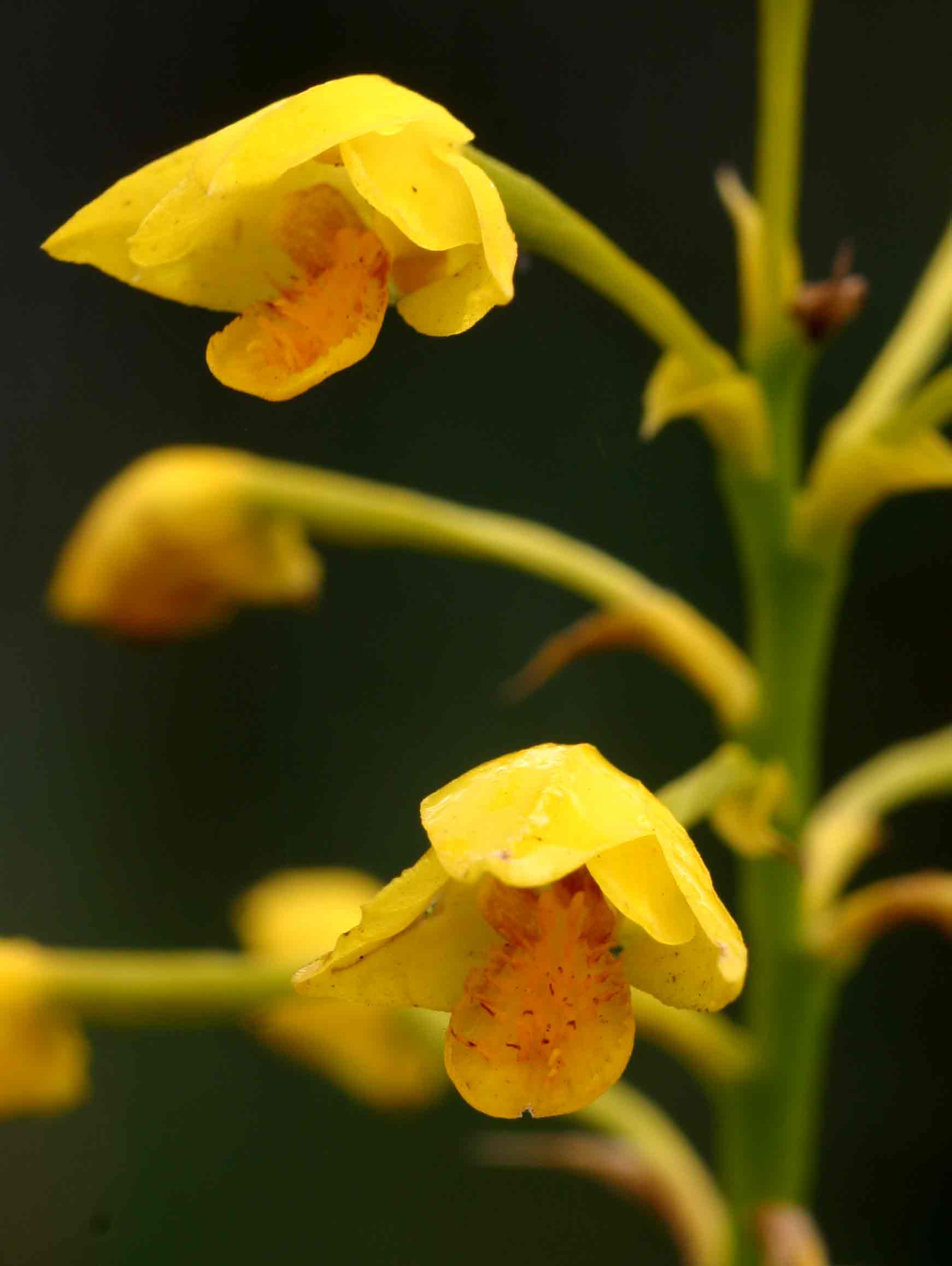 Orthochilus odontoglossus Orthochilus odontoglossus
